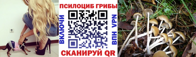 Псилоцибиновые грибы Psilocybine cubensis  сколько стоит  Вяземский 